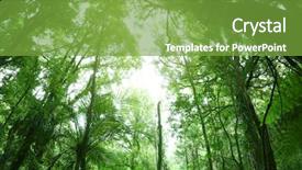  Presentation with jungle - Slide set consisting of tree canopy in tropical jungle background and a seafoam green colored foreground