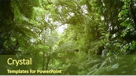  Presentation with jungle - Audience pleasing slide set consisting of tree canopy in tropical jungle backdrop and a tawny brown colored foreground