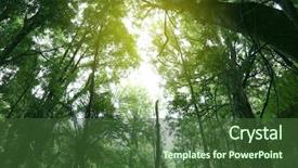  Presentation with jungle - Amazing theme having tree canopy in tropical jungle backdrop and a tawny brown colored foreground