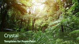  Presentation with jungle - Slides with tree canopy in tropical jungle background and a tawny brown colored foreground