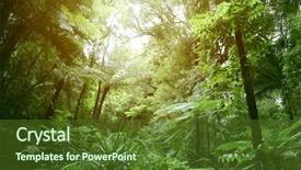  Presentation with jungle - Presentation theme with tree canopy in tropical jungle background and a tawny brown colored foreground