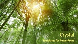  Presentation with jungle - Audience pleasing slide set consisting of tree canopy in tropical jungle backdrop and a tawny brown colored foreground