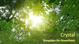  Presentation with jungle - Presentation consisting of tree canopy in tropical jungle background and a tawny brown colored foreground