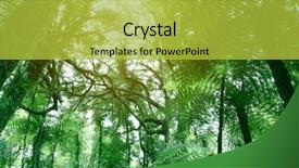  Presentation with jungle - PPT theme featuring tree canopy in tropical jungle background and a yellow colored foreground