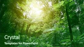  Presentation with jungle - PPT theme with tree canopy in tropical jungle background and a forest green colored foreground
