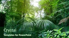  Presentation with jungle - PPT theme having tree-canopy-in-tropical-jungle background and a forest green colored foreground