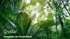  Presentation with jungle - Colorful theme enhanced with tree-canopy-in-tropical-jungle backdrop and a forest green colored foreground