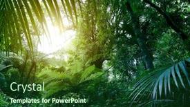  Presentation with jungle - Theme enhanced with tree-canopy-in-tropical-jungle background and a forest green colored foreground