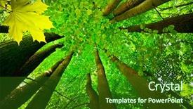  Presentation with tall - Presentation with tree canopy background and a forest green colored foreground