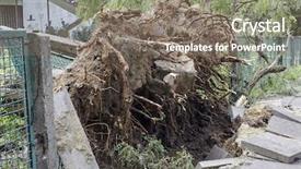  Presentation with tree - PPT theme featuring tree caused by high wind background and a gray colored foreground