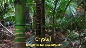  Presentation with palm tree - Presentation theme consisting of tree close-up in tropical background and a tawny brown colored foreground