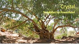  Presentation with bodhi tree - PPT theme consisting of tree conceptual of life buddhism background and a tawny brown colored foreground