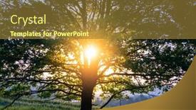  Presentation with crown - PPT layouts consisting of tree-crown-in-the-early background and a tawny brown colored foreground