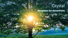  Presentation with crown - Theme enhanced with tree-crown-in-the-early background and a tawny brown colored foreground