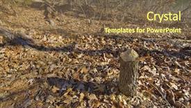  Presentation with cut - Slides featuring tree-cut-down background and a tawny brown colored foreground