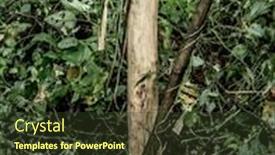  Presentation with old growth - Beautiful theme featuring tree-eat-by-gorilla backdrop and a tawny brown colored foreground