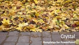  Presentation with autumn leaves falling - Beautiful theme featuring tree falling leaves - close up of autumn leafs backdrop and a violet colored foreground