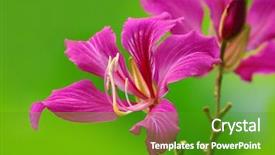  Presentation with hong kong - Amazing theme having tree features - hong kong orchid flower backdrop and a tawny brown colored foreground