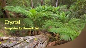  Presentation with growing tree - Audience pleasing slides consisting of tree ferns growing near creek backdrop and a tawny brown colored foreground