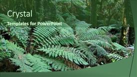  Presentation with ferns - Presentation featuring tree ferns under the main canopy of oxley world heritage rainforest background and a tawny brown colored foreground