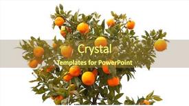  Presentation with fruit tree - PPT theme featuring tree filled with mandarin fruit background and a tawny brown colored foreground