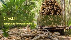 Presentation with rubber industry - PPT theme having rubber tree forestry cutting background and a tawny brown colored foreground