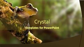  Presentation with frog - Audience pleasing PPT theme consisting of tree-frog-basking-in-tropical backdrop and a tawny brown colored foreground