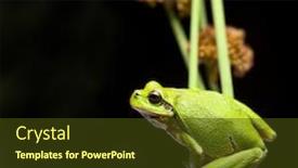  Presentation with wildlife conservation - PPT theme enhanced with tree frog crawling in vegetation at night european treefrog hyla arborea an endangered amphibian species climbing protected green animal on list of nature and wildlife conservation background and a tawny brown colored foreground