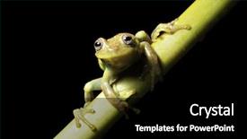  Presentation with amphibians - Cool new presentation theme with tree frog dendropsophus punctatus ready to jump in bolivian rainforest pond amphibians are endangered species picture with copy space and black background tropical frog exotic frog jungle animal backdrop and a black colored foreground