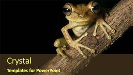  Presentation with rainforest - Presentation theme featuring tree frog hypsiboans faciatus on a branch in the bolivian rain forest at night treefrog at night amphibian on black background with copy space in amazon rainforest background and a tawny brown colored foreground
