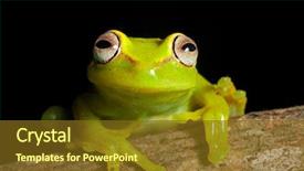  Presentation with amazon forest rainforest in brazil - Beautiful theme featuring tree frog in brazil tropical backdrop and a tawny brown colored foreground