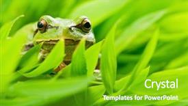  Presentation with frog - Cool new presentation theme with tree frog in grass closeup backdrop and a  colored foreground