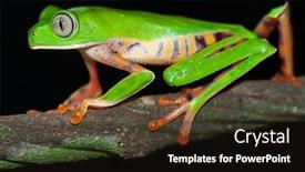  Presentation with amazon jungle - Theme having tree frog night animal amazon rain forest beautiful green amphibian with big nocturnal eyes tropical and exotic jungle species crawling on branch monkey frog phyllomedusa tomopterna bolivia background and a wine colored foreground