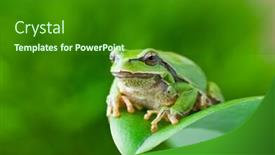  Presentation with stem - Cool new slide set with tree-frog-on-grass-stem backdrop and a forest green colored foreground