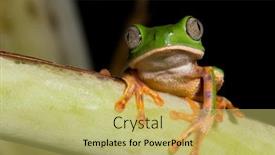  Presentation with animal conservation - Amazing PPT layouts having tree frog phylomedusa tomopterna at night in bolivian jungle copy space amazon rain forest amphibian green treefrog on branch nocturnal animal with big eyes kermit nature conservation backdrop and a yellow colored foreground
