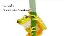  Presentation with green tree - PPT theme consisting of tree-frog-sitting background and a white colored foreground