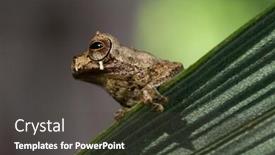 Presentation with palm tree - Colorful theme enhanced with tree frog with bright colors sitting on a palm leaf in the bolivian rain forest backdrop and a dark gray colored foreground