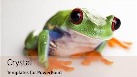  Presentation with frog - Audience pleasing presentation consisting of tree frog backdrop and a coral colored foreground