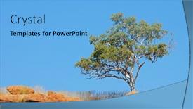  Presentation with growing tree - Slide set consisting of tree-growing-on-a-rock background and a light blue colored foreground