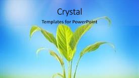  Presentation with growing tree - Slides featuring tree growing seedling in soil background and a light blue colored foreground