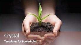  Presentation with sprout - Presentation theme enhanced with tree hands - green sprout in woman hand background and a violet colored foreground