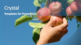  Presentation with apple - PPT theme featuring tree hands - hand picking ripe red apple background and a teal colored foreground