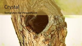  Presentation with heart shape tree - Beautiful slide deck featuring tree hollow in heart shape backdrop and a gold colored foreground