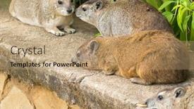  Presentation with serengeti africa - Audience pleasing theme consisting of tree-hyrax-and-rock-hyrax backdrop and a coral colored foreground