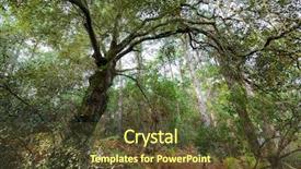  Presentation with oak tree - Beautiful presentation theme featuring tree in a temperate climate backdrop and a tawny brown colored foreground