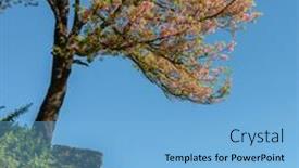  Presentation with nepal - Colorful PPT theme enhanced with tree-in-bloom backdrop and a light blue colored foreground