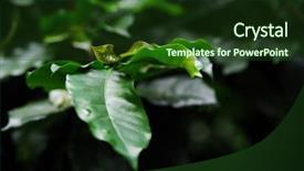  Presentation with colombia - Presentation theme enhanced with tree in colombia south america background and a  colored foreground