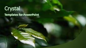  Presentation with colombia - Slides consisting of tree in colombia south america background and a  colored foreground