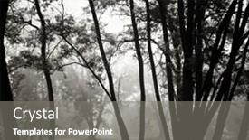  Presentation with morning sunrise - Beautiful PPT theme featuring tree-in-foggy-morning-sunrise backdrop and a gray colored foreground