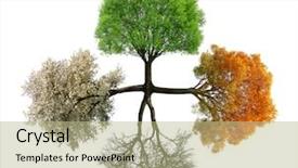  Presentation with season - Colorful presentation design enhanced with tree in four season isolated backdrop and a mint green colored foreground